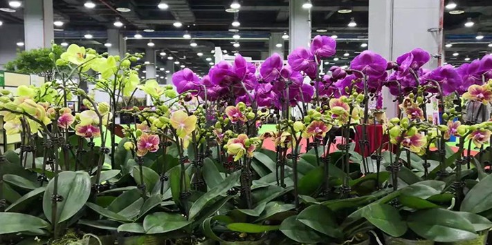 亚洲花艺及花店用品及花卉种植技术及设施展